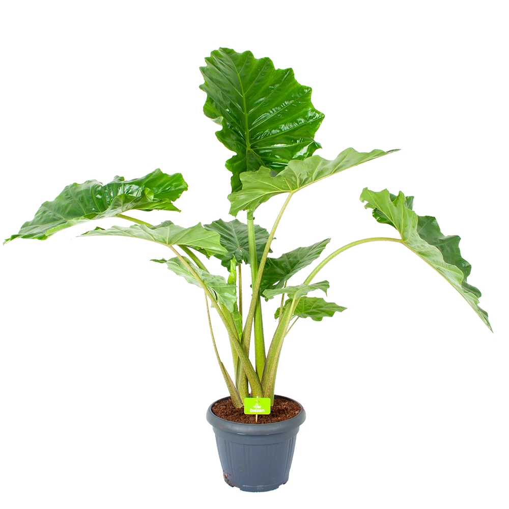 Alocasia Portodora - Olifantsoor - P35 H135 - Kamerplant 1 Alocasia Portodora - Olifantsoor - P35 H135 - Kamerplant