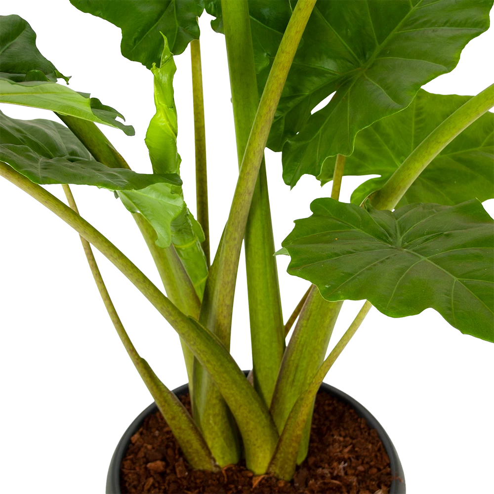 Alocasia Portodora - Olifantsoor - P35 H135 - Kamerplant 2 Alocasia Portodora - Olifantsoor - P35 H135 - Kamerplant - Afbeelding 2