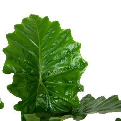 Alocasia Portodora - Olifantsoor - P35 H135 - Kamerplant 6 Alocasia Portodora - Olifantsoor - P35 H135 - Kamerplant -Warentuin alocasia portodora olifantsoor p35 h135 6 1