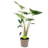 Alocasia Zebrina - Olifantsoor - P21 H70 - Kamerplant