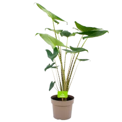 Alocasia Zebrina - Olifantsoor - P21 H70 - Kamerplant