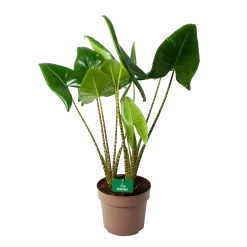 Alocasia Zebrina - Olifantsoor - P24 H90 - Kamerplant