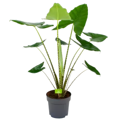 Alocasia Zebrina - Olifantsoor - P32 H120 - Kamerplant