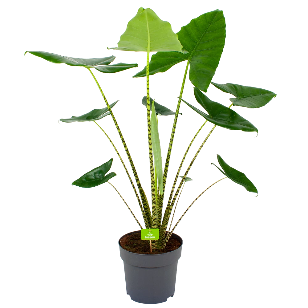 Alocasia Zebrina - Olifantsoor - P32 H120 - Kamerplant 1 Alocasia Zebrina - Olifantsoor - P32 H120 - Kamerplant