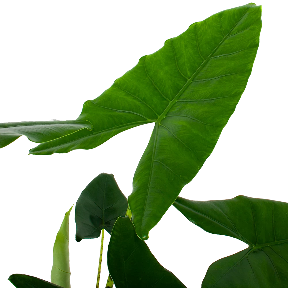 Alocasia Zebrina - Olifantsoor - P32 H120 - Kamerplant 2 Alocasia Zebrina - Olifantsoor - P32 H120 - Kamerplant - Afbeelding 2