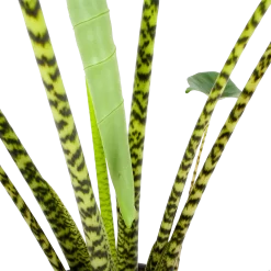 Alocasia Zebrina - Olifantsoor - P32 H120 - Kamerplant 6 Alocasia Zebrina - Olifantsoor - P32 H120 - Kamerplant -Warentuin alocasia zebrina olifantsoor p32 h120 6