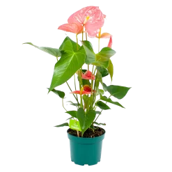 Anthurium Andreanum - Flamingoplant - P17 H70 Roze - Kamerplant