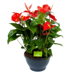 Anthurium Andreanum - Flamingoplant - P30 H80 Rood - Kamerplant