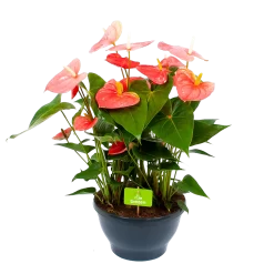 Anthurium Andreanum - Flamingoplant - P30 H80 Roze - Kamerplant