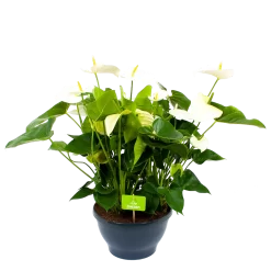 Anthurium Andreanum - Flamingoplant - P30 H80 Wit - Kamerplant