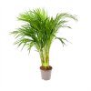 Areca - Goudpalm - P17 H90 - Kamerplant