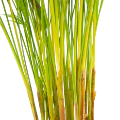 Areca - Goudpalm - P17 H90 - Kamerplant -Warentuin areca goudpalm p17 h90 6 2