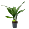 Aspidistra Elatior - Kwartjesplant - P15 H60 - Kamerplant