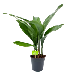 Aspidistra Elatior - Kwartjesplant - P15 H60 - Kamerplant