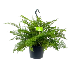 Asplenium Parvati - Moedervaren - In Hangpot - P17 H30 - Kamerplant