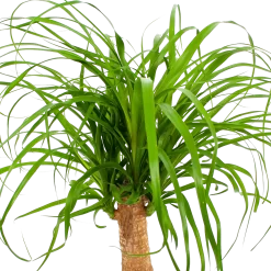 Beaucarnea Recurvata - Op Stam - Olifantenpoot - P21 H60 - Kamerplant -Warentuin beaucarnea recurvata op stam olifantenpoot p21 h60 6 1