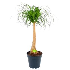Beaucarnea Recurvata - Op Stam - Olifantenpoot - P27 H100 - Kamerplant