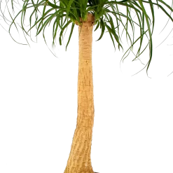 Beaucarnea Recurvata - Op Stam - Olifantenpoot - P27 H100 - Kamerplant -Warentuin beaucarnea recurvata op stam olifantenpoot p27 h100 6 1