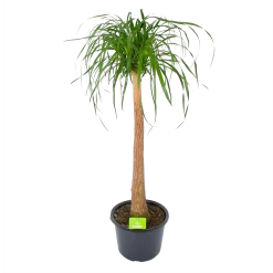 Beaucarnea Recurvata - Op Stam - Olifantenpoot - P32 H130 - Kamerplant