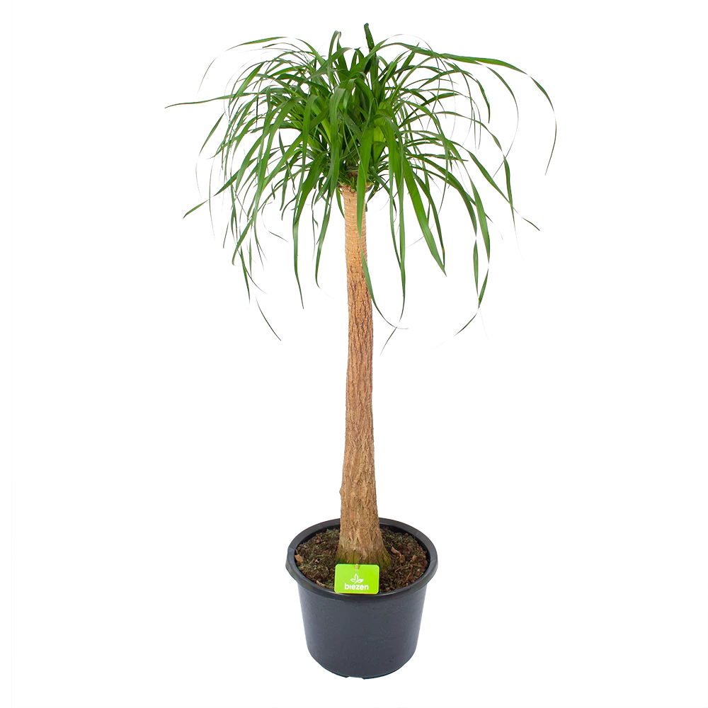 Beaucarnea Recurvata - Op Stam - Olifantenpoot - P32 H130 - Kamerplant 1 Beaucarnea Recurvata - Op Stam - Olifantenpoot - P32 H130 - Kamerplant