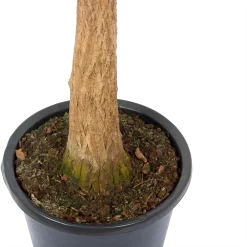 Warentuin -Warentuin beaucarnea recurvata op stam olifantenpoot p32 h130 5 3