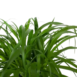 Beaucarnea Recurvata - Op Stam - Olifantenpoot - P32 H130 - Kamerplant 6 Beaucarnea Recurvata - Op Stam - Olifantenpoot - P32 H130 - Kamerplant -Warentuin beaucarnea recurvata op stam olifantenpoot p32 h130 6 3