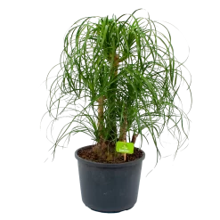 Beaucarnea Recurvata - Vertakt - Olifantenpoot - P26 H70 - Kamerplant