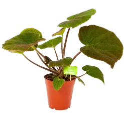 Begonia Masoniana Jungle - P15 H40 - Kamerplant