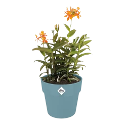 Bloempot Elho B.for Original Rond 25cm - Duifblauw -Warentuin bfor original rond bloempot duifblauw 3 1