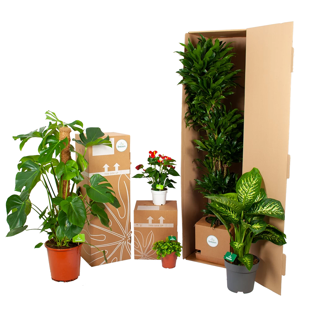 Ficus Elastica Robusta - Rubberboom - P27 H100 - Kamerplant 3 Ficus Elastica Robusta - Rubberboom - P27 H100 - Kamerplant - Afbeelding 3