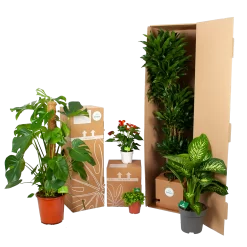 Philodendron Scandens Brasil - In Hangpot - P14 H35 - Kamerplant -Warentuin biezen kamerplanten verpakking 5 29