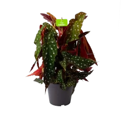 Bladbegonia Maculata - Stippenplant - P17 H35 - Kamerplant
