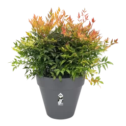Bloempot Elho Loft Urban Rond 50cm - Antraciet -Warentuin bloempot elho loft urban rond antraciet bloempot antraciet 3 2