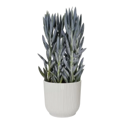 Bloempot Elho Vibes Fold Rond Wielen - D35 X H32cm - Zijdewit -Warentuin bloempot elho vibes fold rond wielen d35 x h32cm zijdewit bloempot 3 3