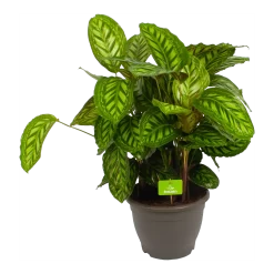 Calathea Flamestar - Schaduwplant - P32 H80 - Kamerplant