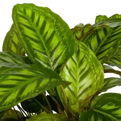 Warentuin -Warentuin calathea flamestar schaduwplant p32 h80 4