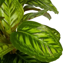 Calathea Flamestar - Schaduwplant - P32 H80 - Kamerplant -Warentuin calathea flamestar schaduwplant p32 h80 5