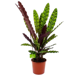 Calathea Insigne - Livingplant - P17 H65 - Kamerplant