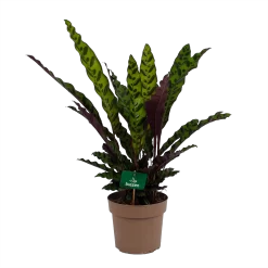 Calathea Insigne - Livingplant - P21 H60 - Kamerplant