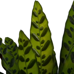 Calathea Insigne - Livingplant - P21 H60 - Kamerplant -Warentuin calathea insigne livingplant p21 h60 4