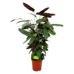 Calathea Oppenheimiana - Pauwenplant - P21 H105 - Kamerplant