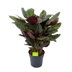 Calathea Ornata - Livingplant - P27 H80 - Kamerplant