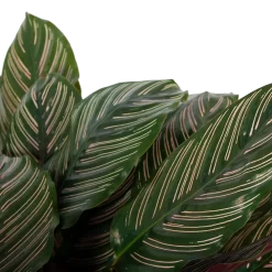 Calathea Ornata - Livingplant - P27 H80 - Kamerplant -Warentuin calathea ornata livingplant p27 h80 6 3