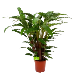 Calathea Rufibarba Bluegrass - Schaduwplant - P21 H85 - Kamerplant