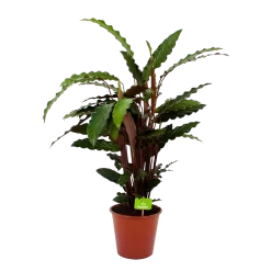 Calathea Rufibarba Wavestar - Pauwenplant - P19 H75 - Kamerplant