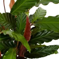 Warentuin -Warentuin calathea rufibarba wavestar pauwenplant p19 h75 5