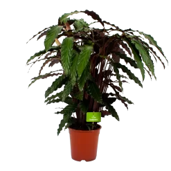 Calathea Rufibarba Wavestar - Pauwenplant - P21 H85 - Kamerplant