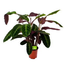 Calathea Warcewiczii - Livingplant - P21 H75 - Kamerplant