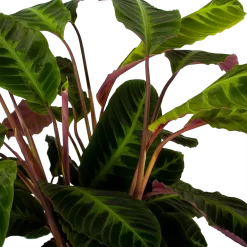 Warentuin -Warentuin calathea warcewiczii livingplant p21 h75 5 1