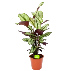 Calathea Whitestar - Schaduwplant - P19 H75 - Kamerplant